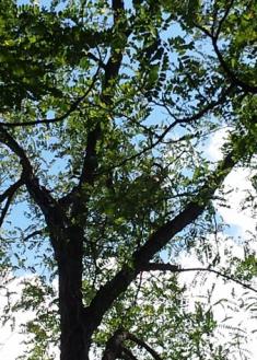 Nido de avispas asiáticas