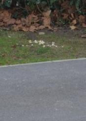 Falta de limpieza en Errenteria