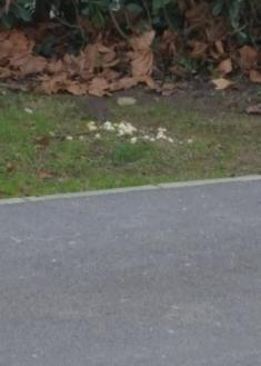 Falta de limpieza en Errenteria