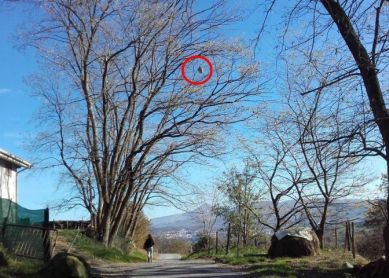 Otro nido de avispa asiática