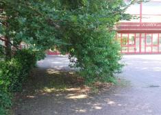 Arbustos y arboles en el Gasca