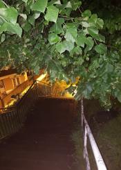 Selva virgen en barrio de vista alegre