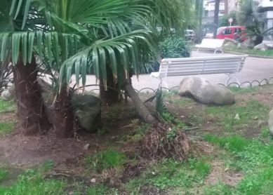 Palmera caída en plaza de la calle Rentería de Donostia