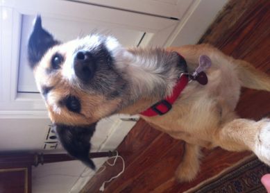 Perro Perdido en Gros