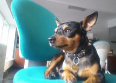 Veneno en Intxaurrondo