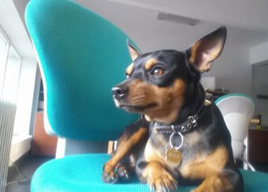 Veneno en Intxaurrondo