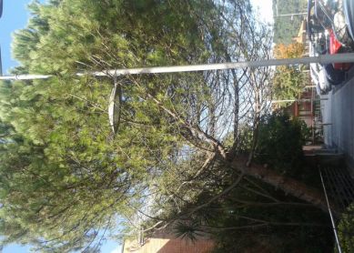 Peligro: árbol