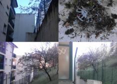 Abandono, árboles o vecinos