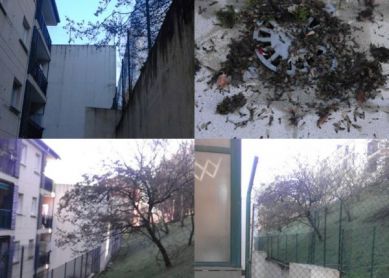 Abandono, árboles o vecinos