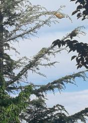 Arboles con procesionaria