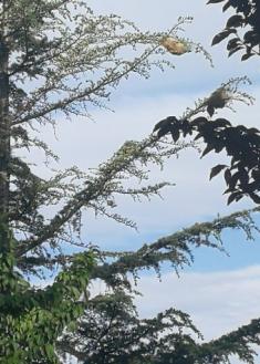 Arboles con procesionaria