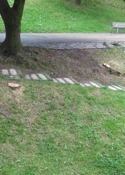 Fiebre arboricida en Irun