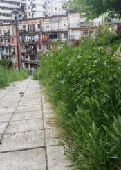 Hierba de Trintxerpe 