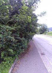 Arbustos invadiendo acera pública