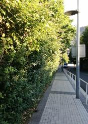 Vuelve la selva a Marrutxipi