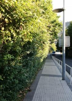 Vuelve la selva a Marrutxipi