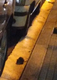 Ratas en Secundino Esnaola