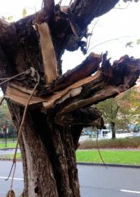 Peligrosa situación de una rama desglarrada de un árbol a la entrada de un parvulario 