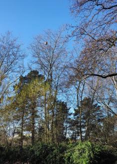 Avispas asiáticas en Donosti