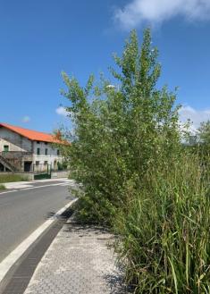 Camino de Atotxa Erreka