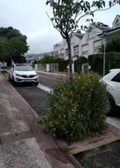 Jungla en las calle desde hace un año