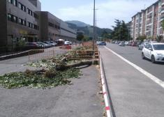 Reurbanización con tala de árboles Arrasate