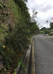 Crecen los arbustos y árboles dónde menos hacen falta