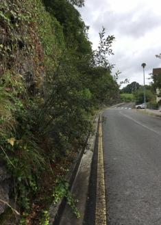 Crecen los arbustos y árboles dónde menos hacen falta