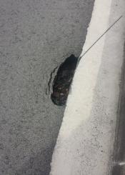 Agujero en asfalto, peligro de accidente