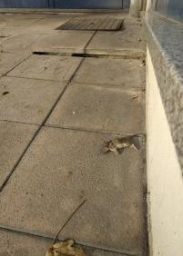 rompe-tobillos y ratas