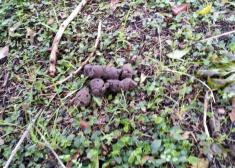 Nueva especie botánica