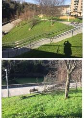 Árbol caído Riberas