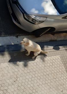 Meadas de perros