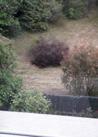 Desidia en Bera Bera