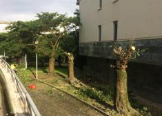El Ayuntamiento de Astigarraga sigue eliminando árboles sin parar