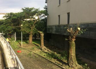 El Ayuntamiento de Astigarraga sigue eliminando árboles sin parar