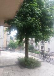 Follaje sin cuidar en Los Luises