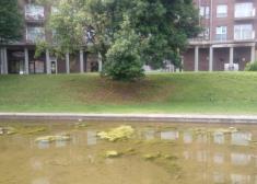 Suciedad en el estanque de la Plaza Bernart Etxepare de Intxaurrondo