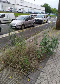 Errotaburu, no reponen árboles de las aceras