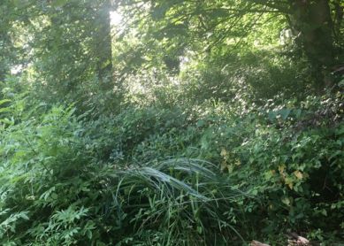 Intxaurrondo es una selva