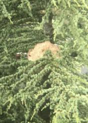 Invasión de avispas asiáticas