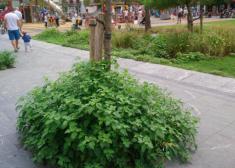 Vuelve la selva amazónica a Gros