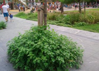 Vuelve la selva amazónica a Gros