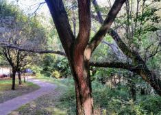 Alerta por árboles con riesgo de caída sobre las personas