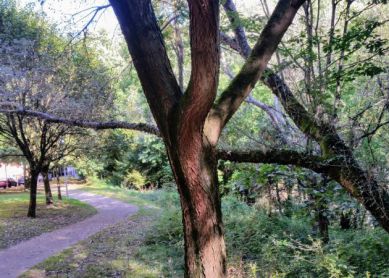 Alerta por árboles con riesgo de caída sobre las personas