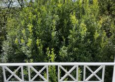 Árboles que se meten en nuestras casas