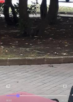 Ratones por las aceras