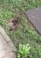 Ratas pasean a sus anchas en un parque infantil