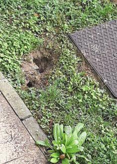 Ratas pasean a sus anchas en un parque infantil