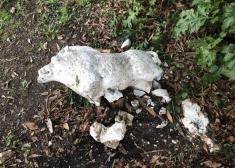 Jabalí roto en paseo de los Olmos